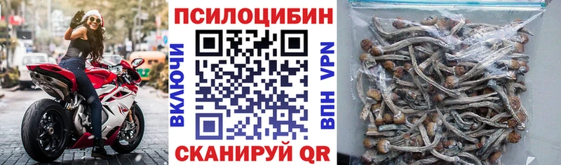 Псилоцибиновые грибы Psilocybe  Кочубеевское 